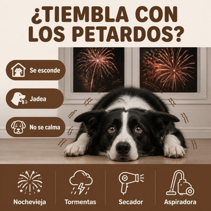Perro que tiembla con los petardos: se esconde, jadea, no se calma